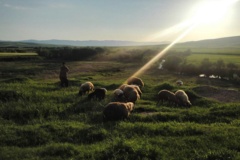 عکس‌های مرتع