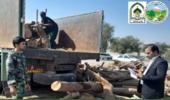 رودبارجنوب/کشف و ضبط ۱٠ تُن چوب بدون مجوز حمل در شهرستان رودبارجنوب