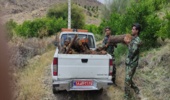عنبرآباد/کشف و ضبط ۵٠٠ کیلوگرم چوب آلات غیر مجاز جنگلی در شهرستان عنبرآباد