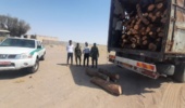 جازموریان/کشف و ضبط ۲۵ تُن چوب بدون مجوز حمل در شهرستان جازموریان