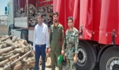 کشف و ضبط ۵ تُن چوب بدون مجوز حمل در شهرستان رودبارجنوب