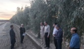 بازدید  مدیرکل دفتر امور بیابان سازمان منابع طبیعی و آبخیزداری کشور از بادشکن بیولوژیک اطراف مزارع منطقه چاه زنگی قلعه گنج