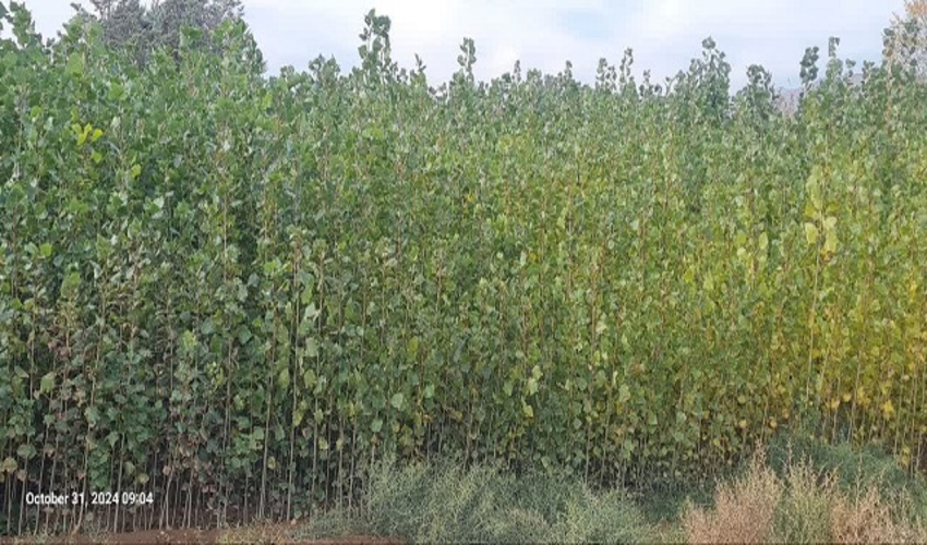 روز طبیعت در جنوب کرمان خسارت نداشت