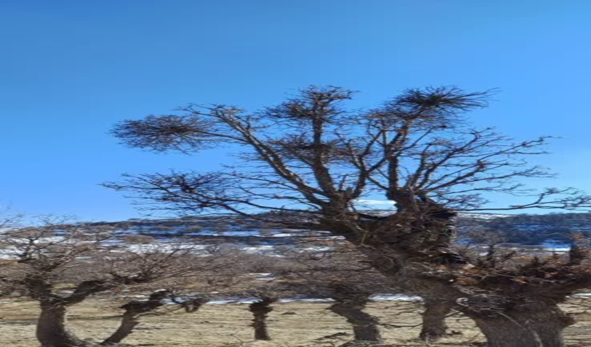 هفت هزار نهال در جیرفت توزیع شد