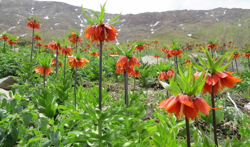 بازدید مدیرکل منابع طبیعی و آبخیزداری جنوب کرمان از پروژه آبخیزداری و آبخوانداری خافکوئیه شهرستان جیرفت