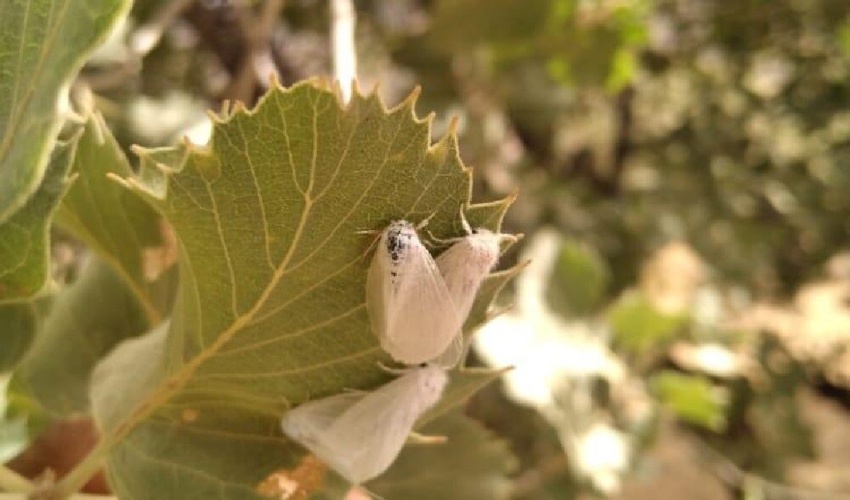 تهیه طرح مرتعداری با اطلاع رسانی و آگاهی بخشی به مرتعداران محقق می شود.