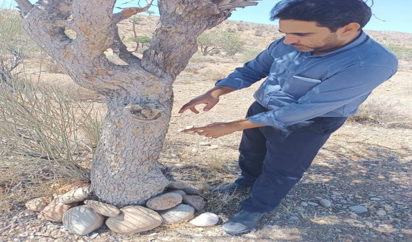 افزایش 35درصدی قاچاق چوب در کشور