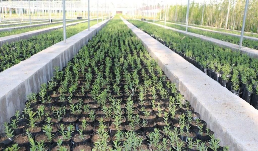 دفاع انقلابی مدیرکل منابع طبیعی و آبخیزداری جنوب کرمان از جازموریان 