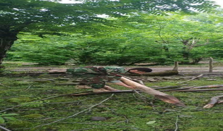 قرارداد ۴۷۸ هکتار طرح زراعت چوب در جنوب کرمان در سال جاری منعقد شده است