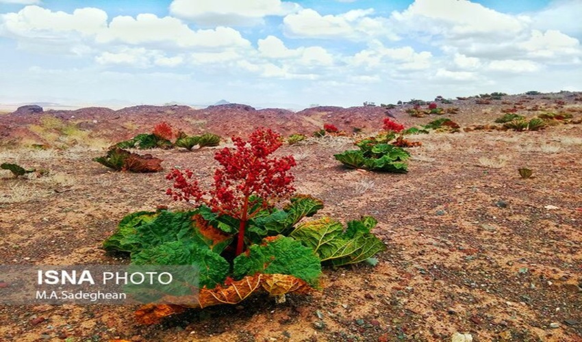 اجرای پروژه پخش سیلاب حوزه آبخیز شهری در فاریاب 