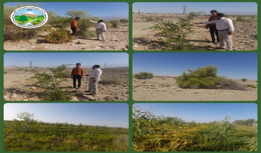 عنبرآباد/پایش جنگلهای طبیعی شهرستان عنبرآباد 