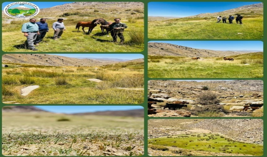 ۸ چمنزار جبالبارز جنوبی شهرستان عنبرآباد شناسایی شده است