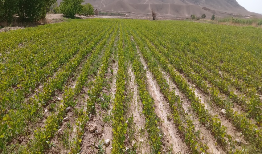 غرس یک میلیارد نهال برای جبران خسارات منابع طبیعی، مهم و قابل تحقق است