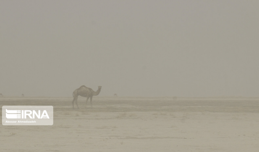 هشدار برای مرگ جنگل های جنوب کرمان