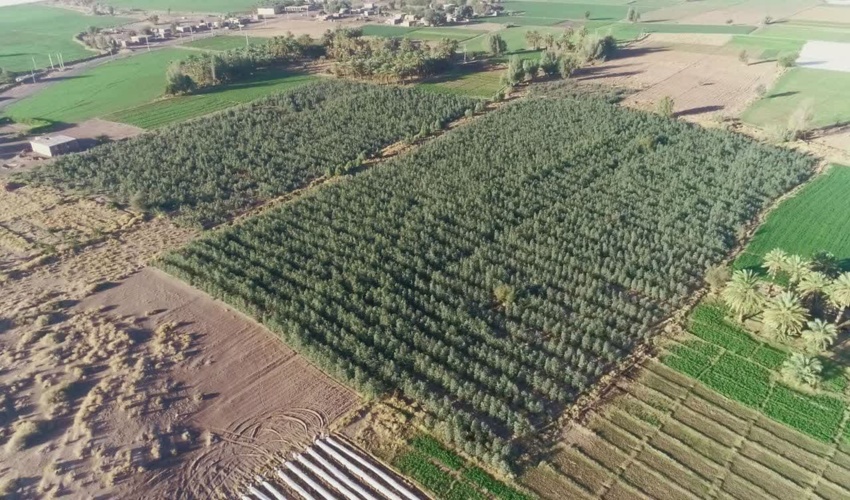 اجرای طرح زراعت  چوب توام با کشت گیاهان دارویی در جنوب کرمان