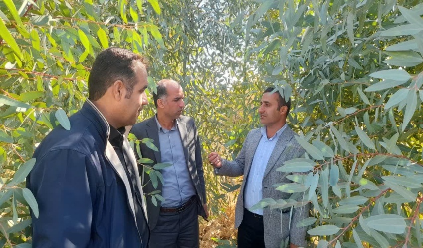 مطالعات جامع و کارشناسی اولین اولویت اجرایی پروژه های منابع طبیعی و آبخیزداری جنوب کرمان