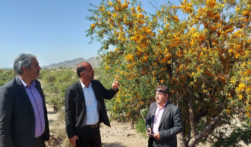 حفاظت همه جانبه از بزرگترین ذخیره گاه جنگلی انار شیطان خاورمیانه