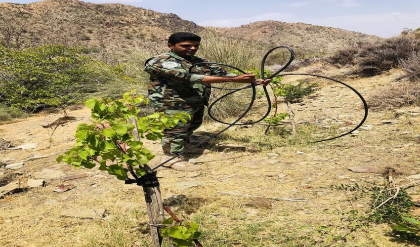 جیرفت/۹۸٠ مترمربع از اراضی ملی شهرستان جیرفت رفع تصرف شد