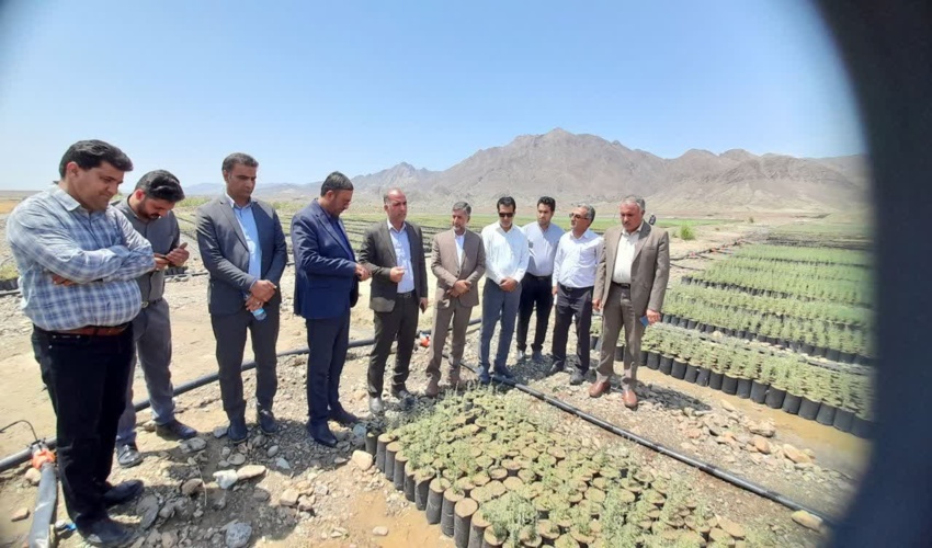 تقدیر نماینده مجلس از تولید نهال گونه های بومی در جنوب کرمان