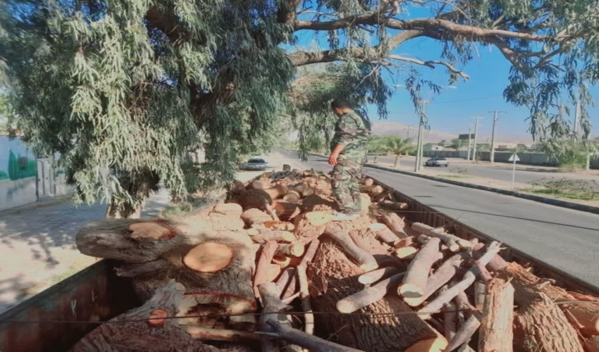 کشف و ضبط ۹ تُن چوب بدون مجوز حمل در شهرستان کهنوج