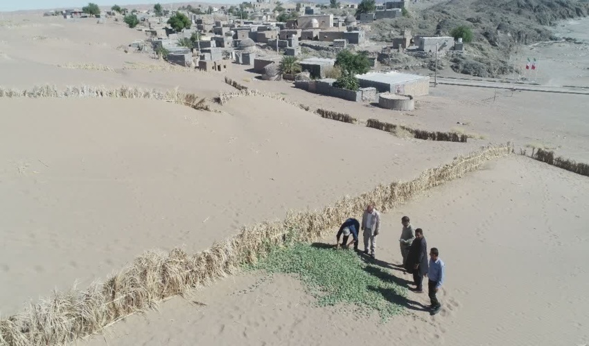 تثبیت بیولوژیک ماسه های روان بهترین روش مقابله با پدیده شوم بیابان زایی