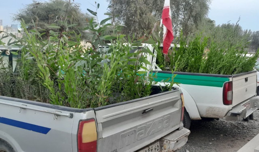 رودبارجنوب/توزیع نهال در حاشیه راهپیمایی 22 بهمن 