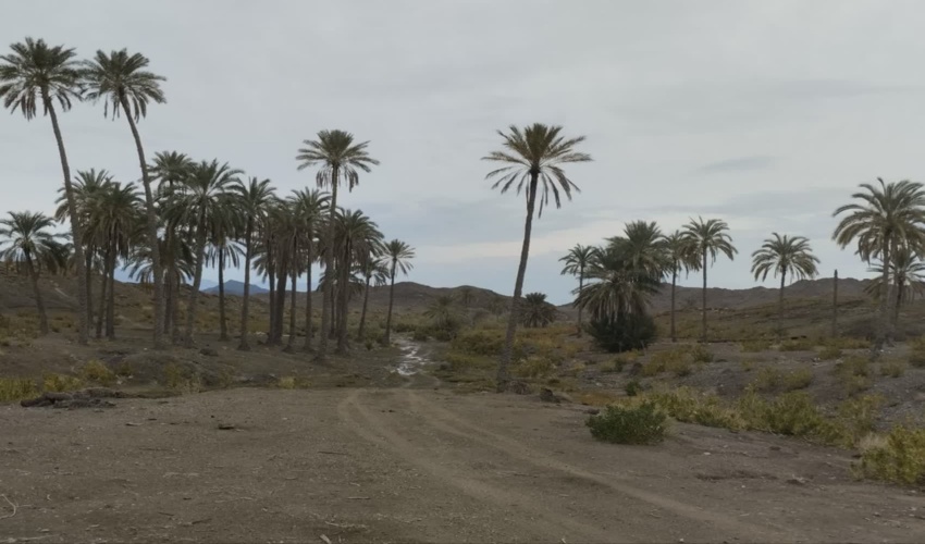 قلعه گنج/همکار خبرنگار