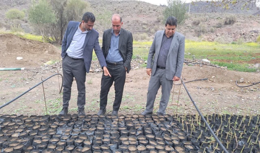 تولید نهال سردسیری برای اولین بار در جنوب کرمان در راستای طرح مردمی کاشت یک میلیارد درخت