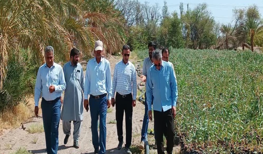 بازدید مدیرکل منابع طبیعیی و آبخیزداری جنوب کرمان از نهالستان بوئینگ جازموریان