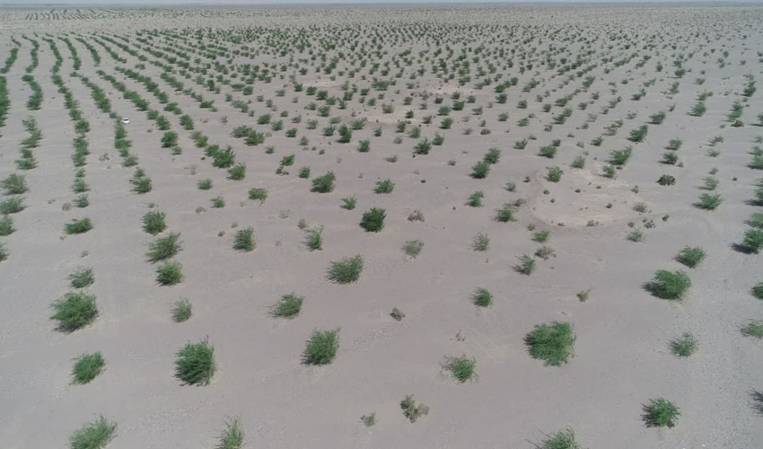 اجرای پروژه های نهالکاری مناطق بیابانی اقدامی مؤثر در راستای مقابله با هجوم ریزگردها