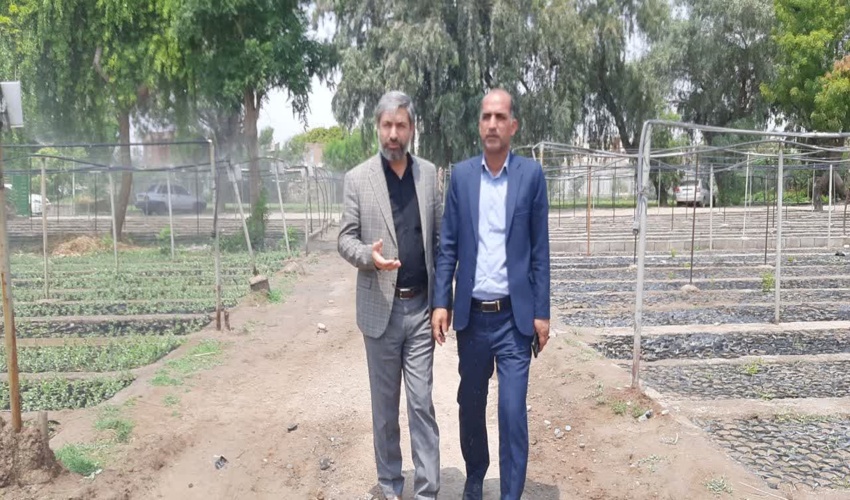 نهال های طرح مردمی کاشت یک میلیارد درخت در نهالستان های جنوب کرمان جوانه زد