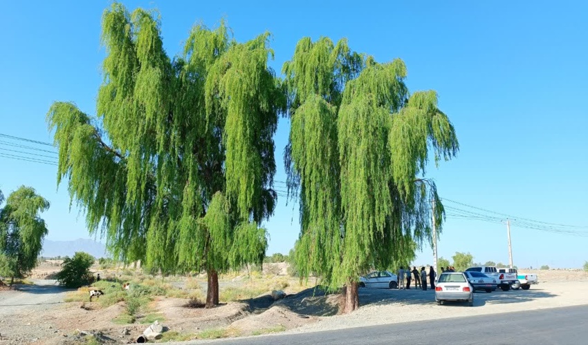 کهور ایرانی، گنجینه سبز جنوب حفظ می شود