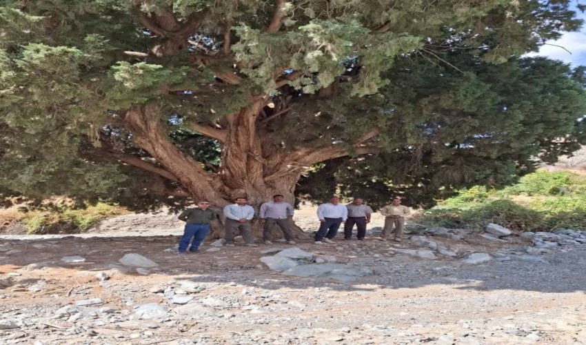 بازدید مدیرکل منابع طبیعی و آبخیزداری جنوب کرمان از رویشگاه اورس در منطقه رمون 