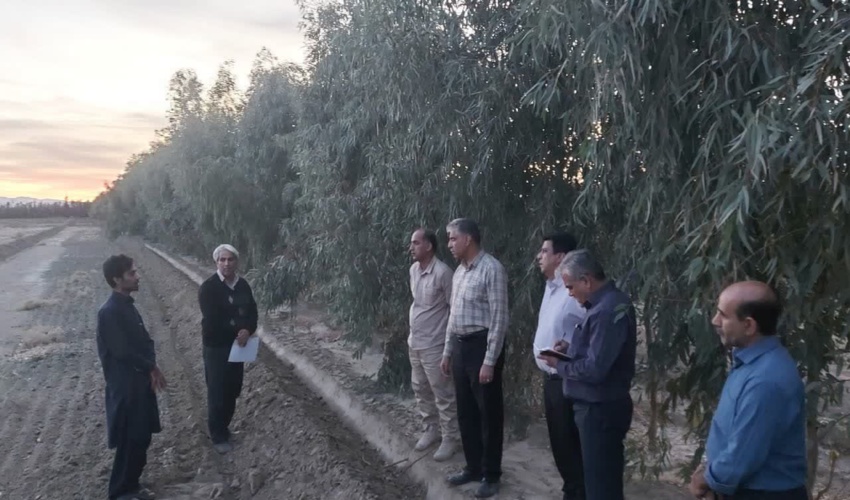 بازدید  مدیرکل دفتر امور بیابان سازمان منابع طبیعی و آبخیزداری کشور از بادشکن بیولوژیک اطراف مزارع منطقه چاه زنگی قلعه گنج