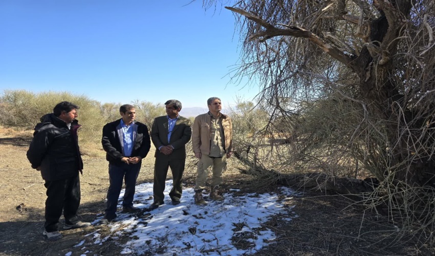 بازدید معاون حفاظت و اموراراضی اداره کل منابع طبیعی و آبخیزداری جنوب کرمان از پروژه پیش آگاهی و کنترل آفات و بیماریهای جنگلی(عملیات مبارزه با گیاه نیم