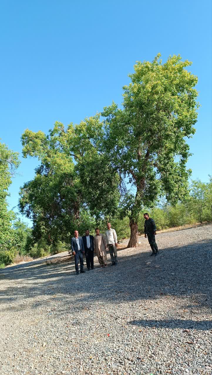 ️اقدامات حفاظتی به منظور حراست از ذخیره گاه های جنگلی در دستور کار منابع طبیعی جنوب کرمان